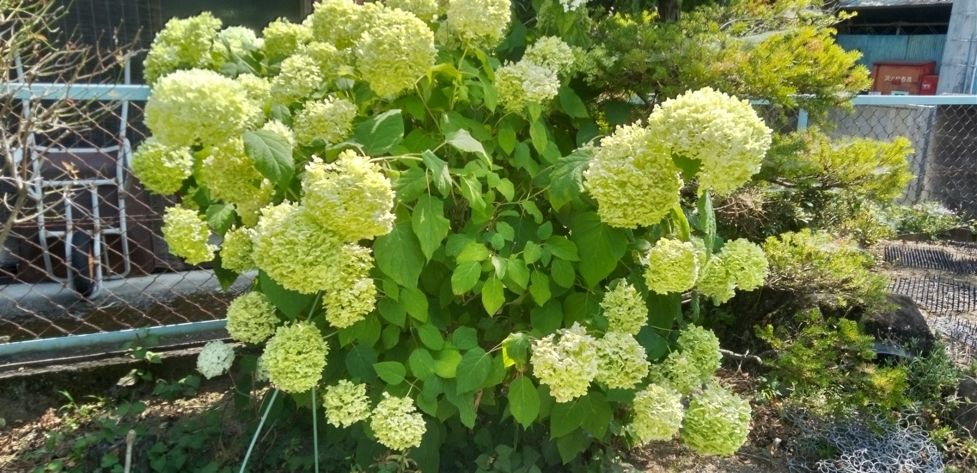 アナベルあじさい