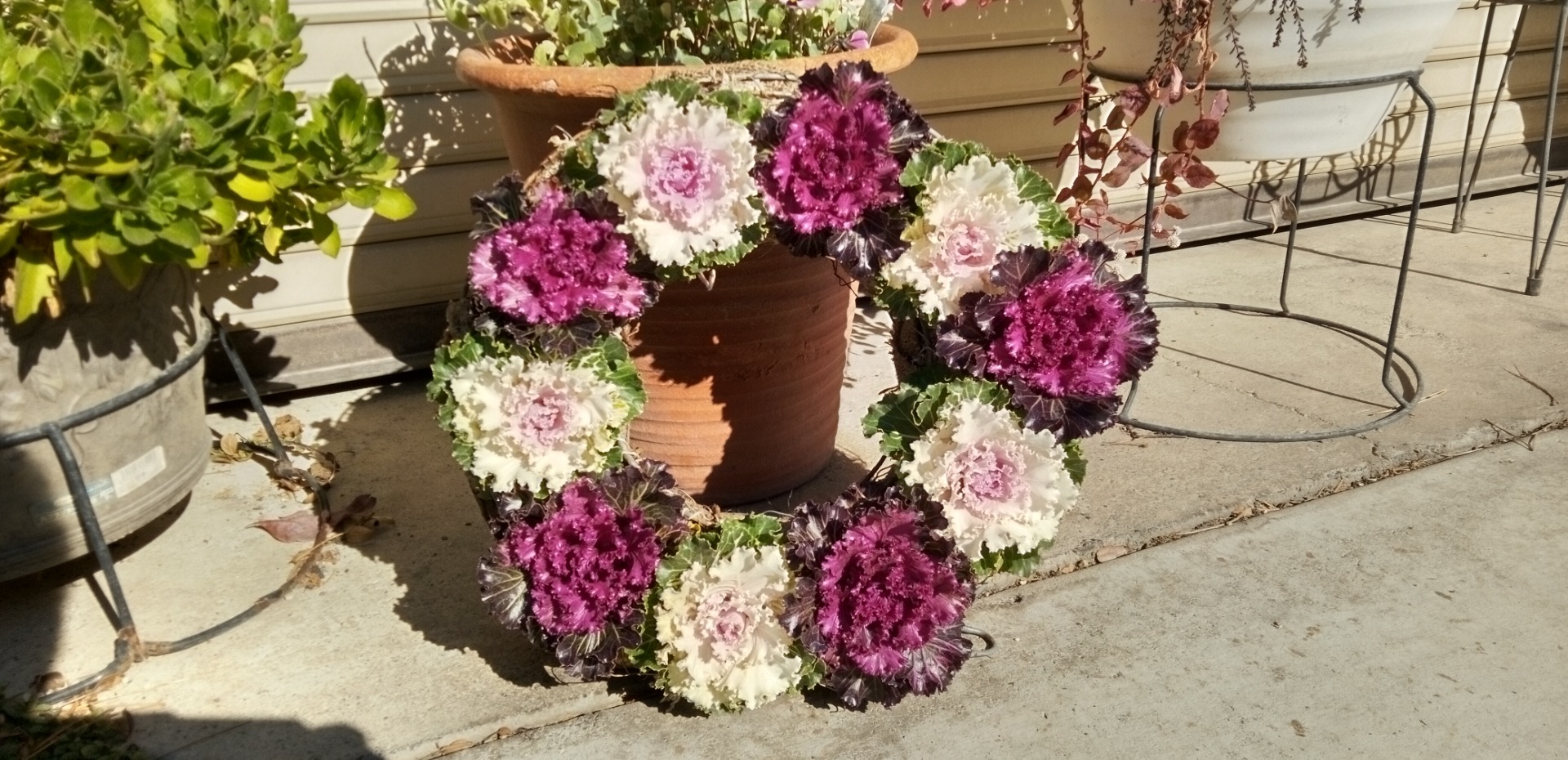 葉ボタン寄せ植え