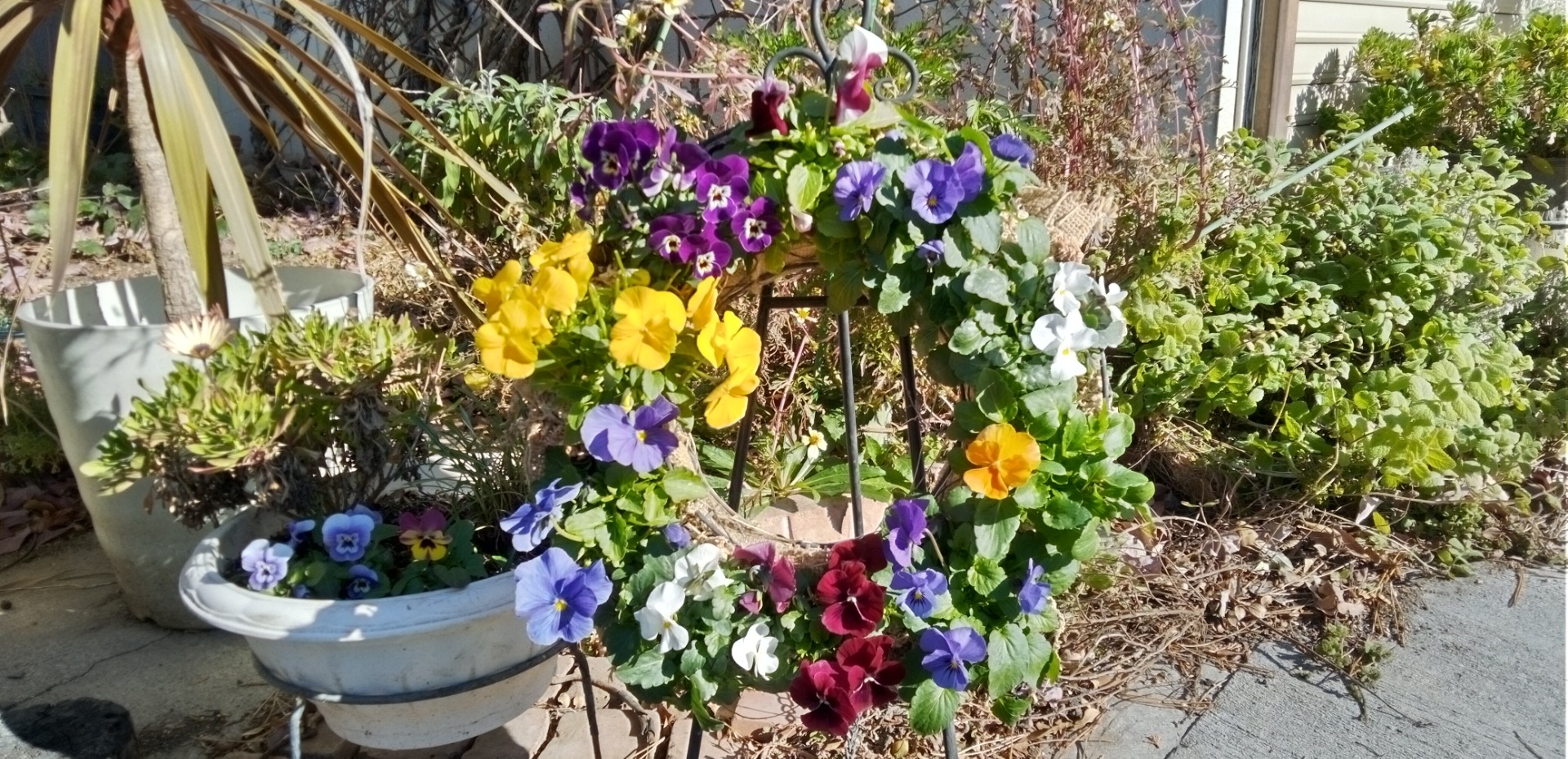 ビオラ寄せ植え