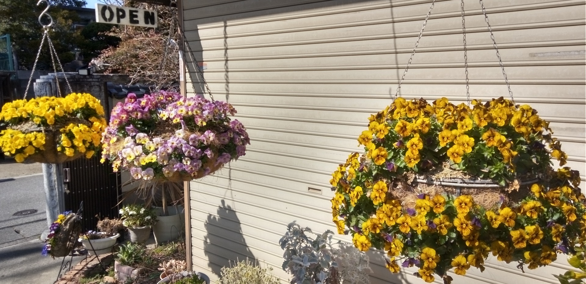 ビオラハンギングバスケット