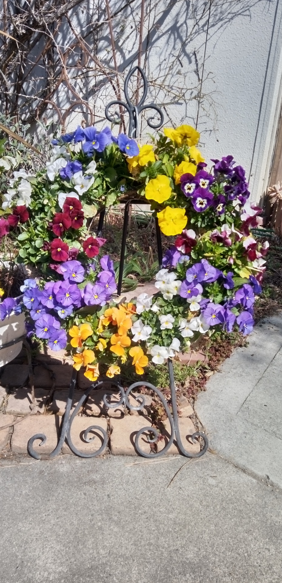 ビオラドーナツ型