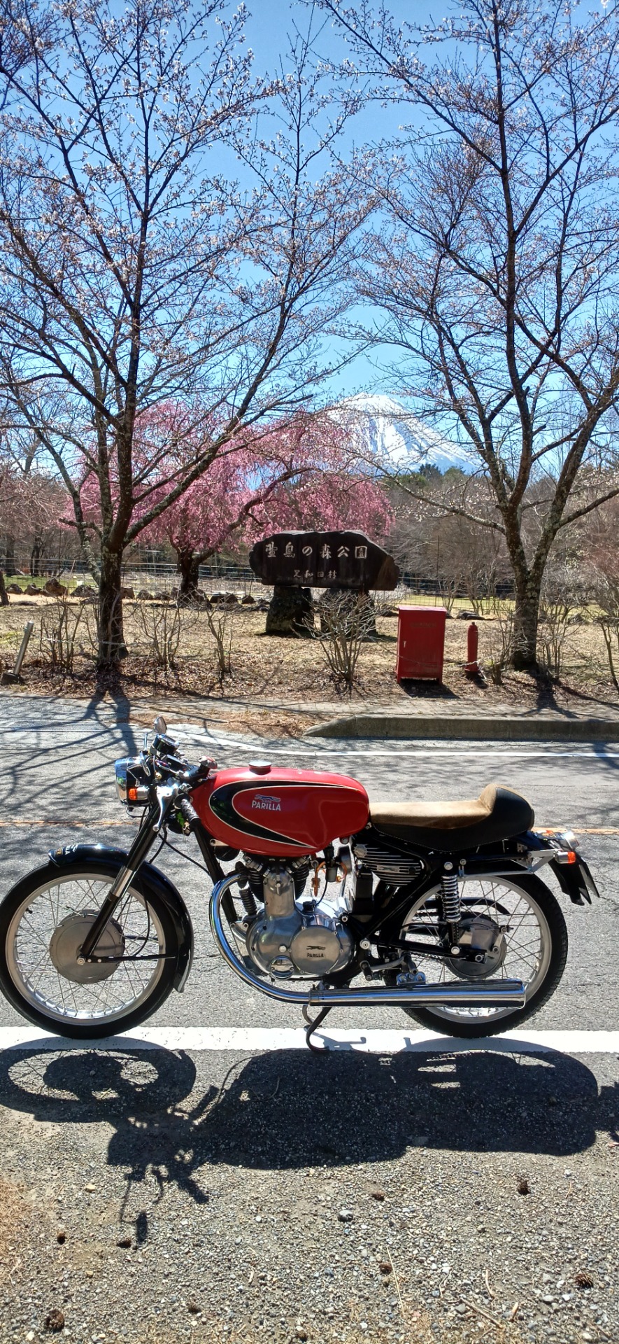 西湖野鳥の森公園と桜