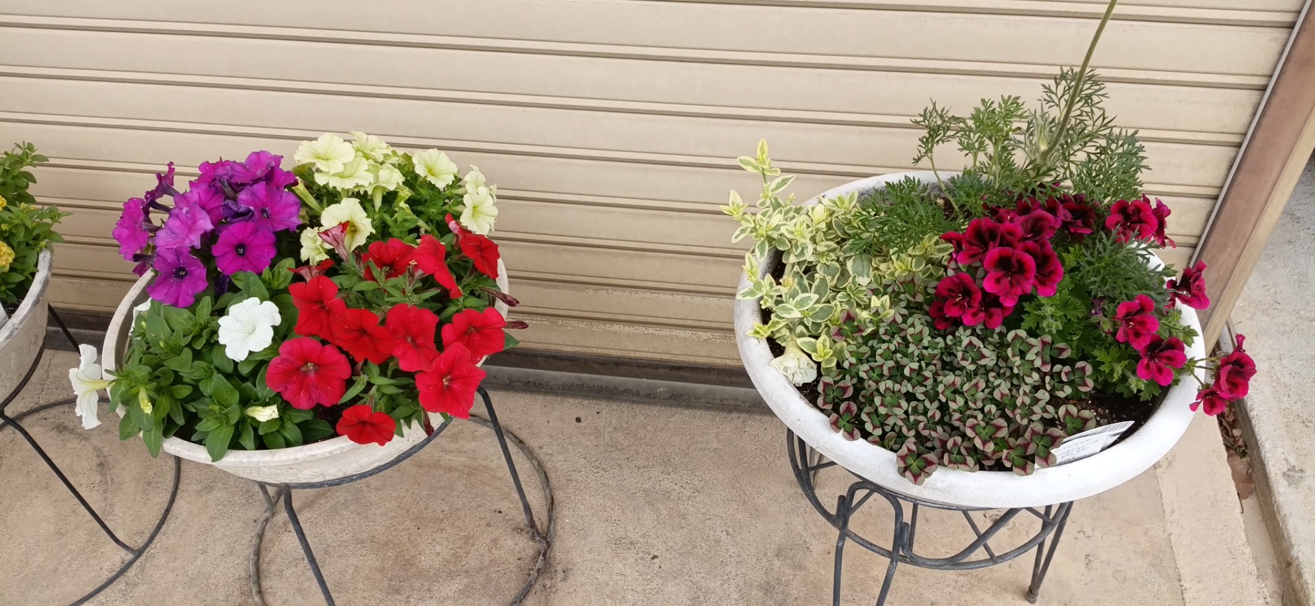ペチュニア寄せ植え