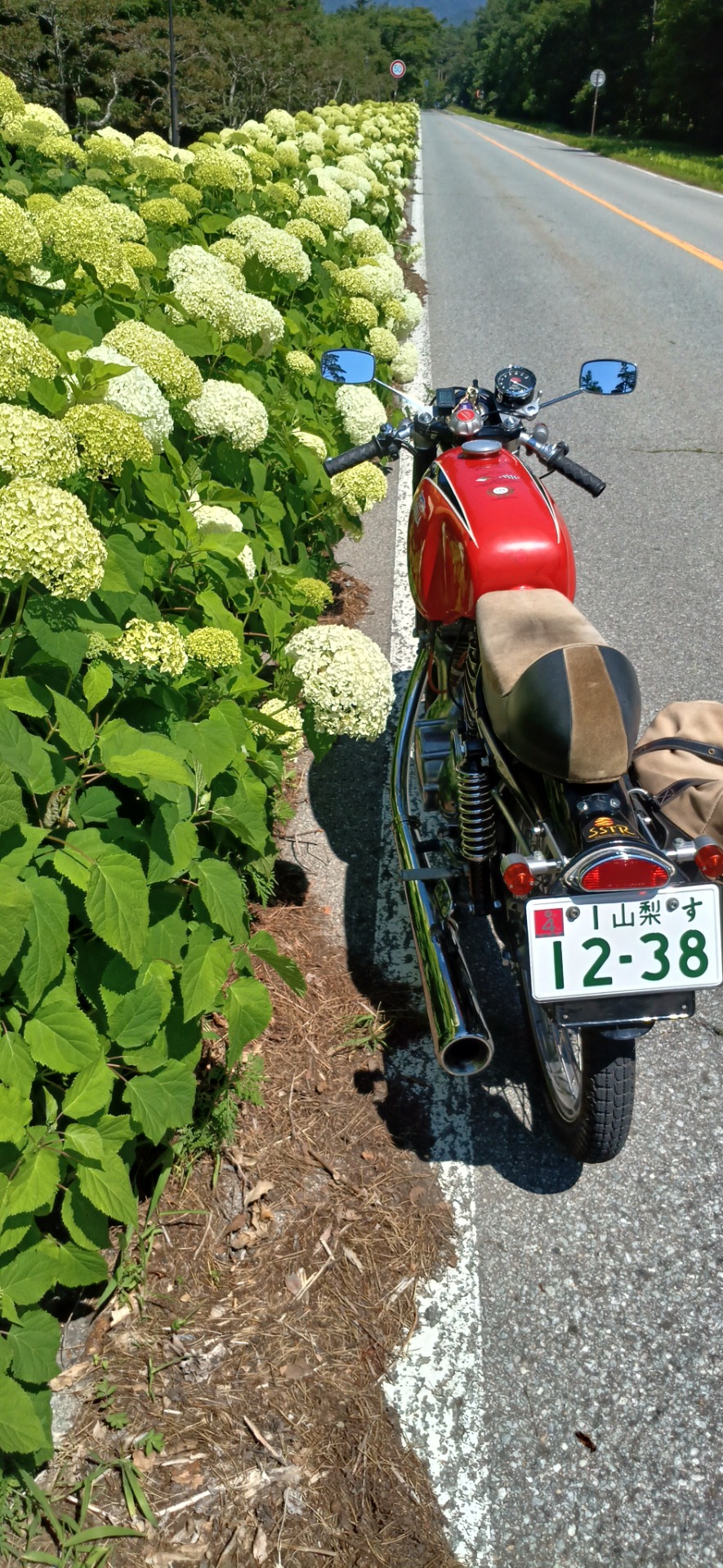 富士見高原パリラとアナベル